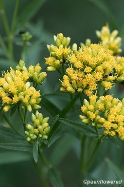 Common grassleaf goldenrod